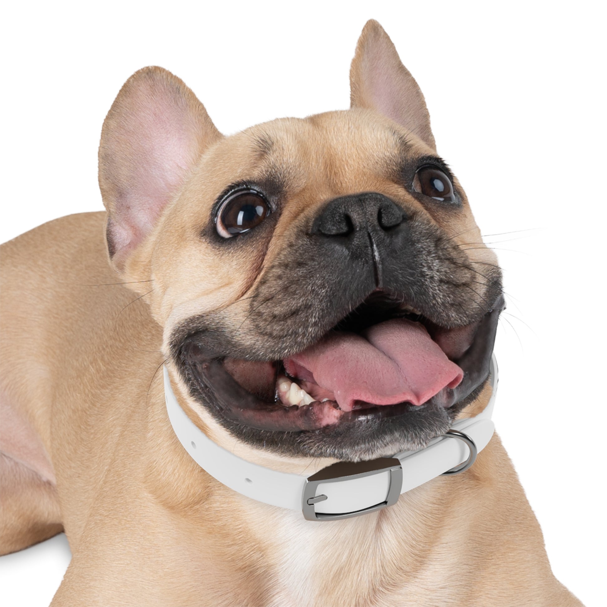 Dog Collar | Extend Total *Kindness with "Paz FAST, The Love Solution" - The Love Solution