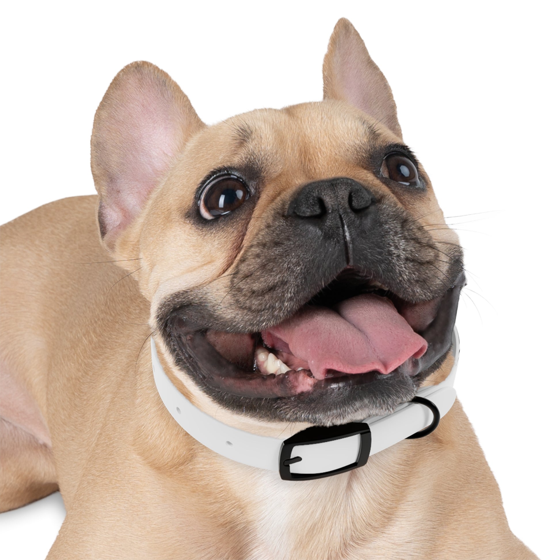 Dog Collar | Extend Total *Kindness with "Paz FAST, The Love Solution" - The Love Solution